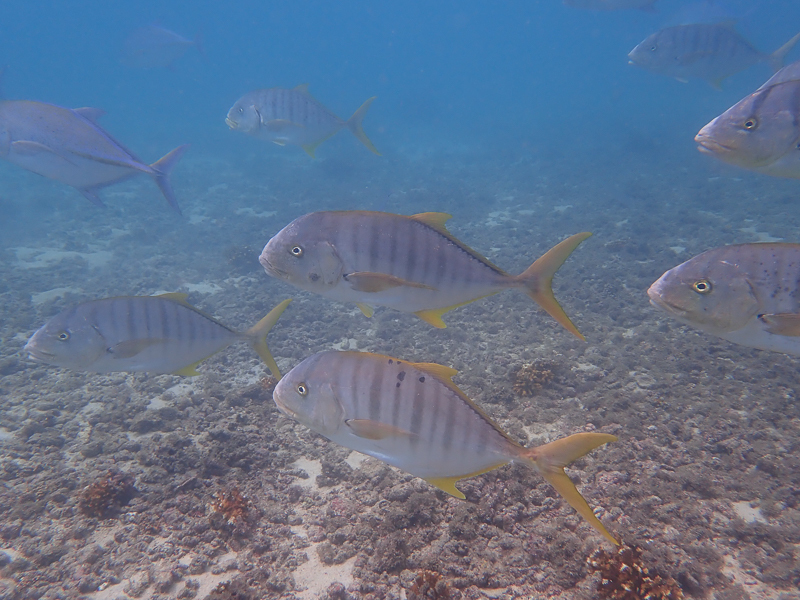Lemon shark (Gnathanodon speciosus) — espèce marine DUNE