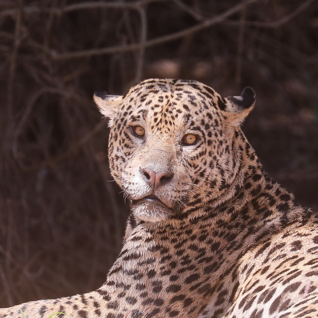 Jaguar (Panthera onca) — espèce marine DUNE