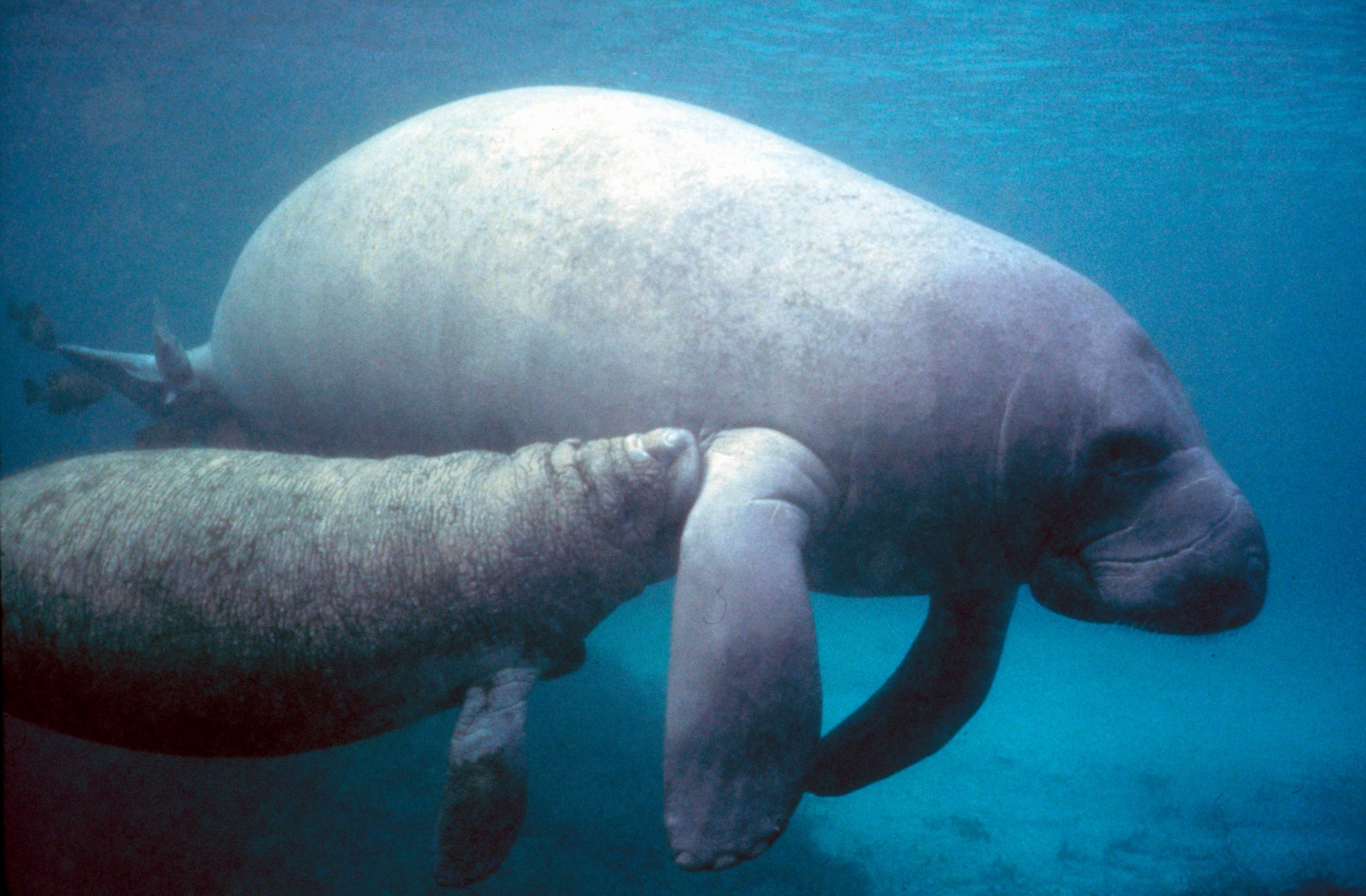 Manatee (Trichechus manatus) — espèce marine DUNE