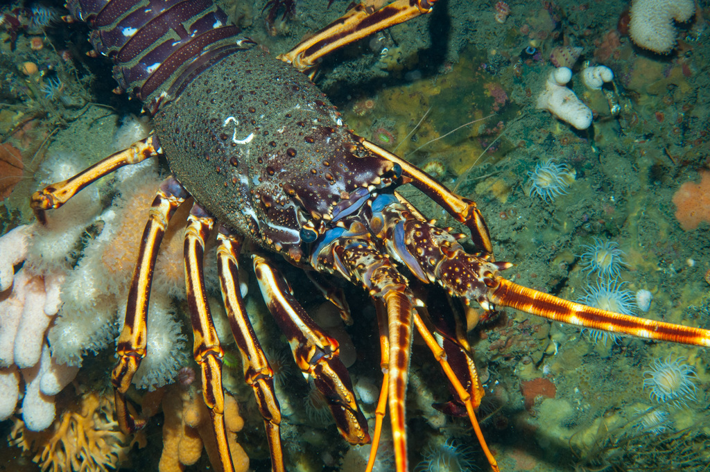 Common Lobster (Palinurus elephas) — espèce marine DUNE