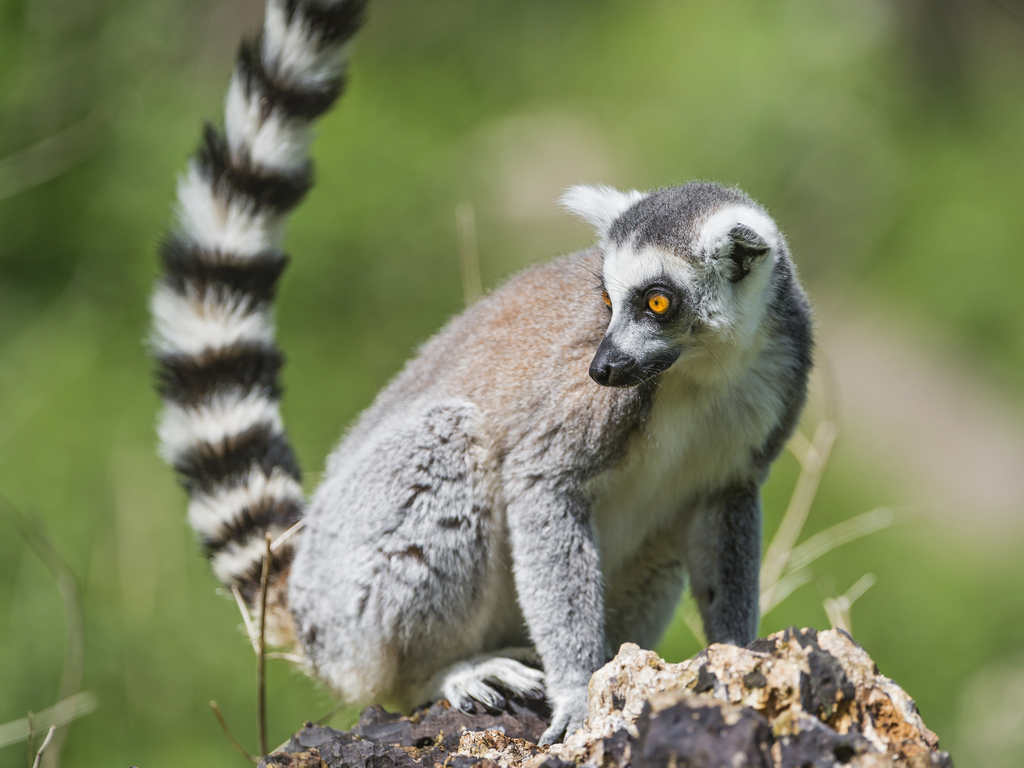 Lemur catta (Lemur catta) — espèce similaire