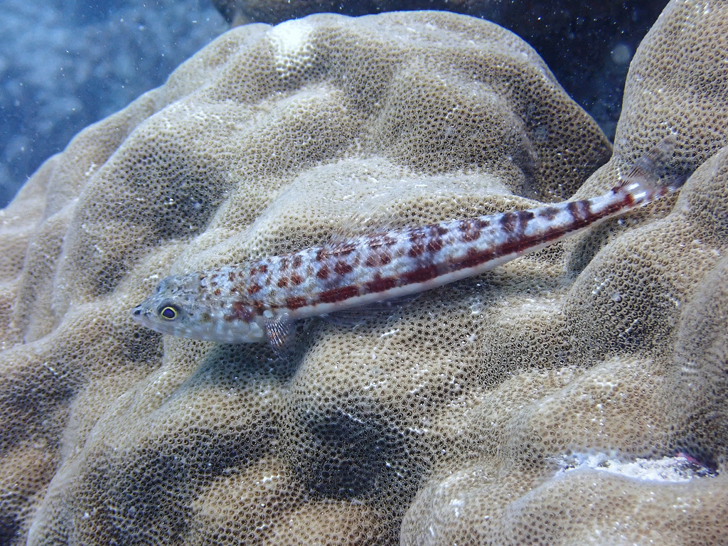 Lizardfish (Synodus variegatus) — espèce marine DUNE
