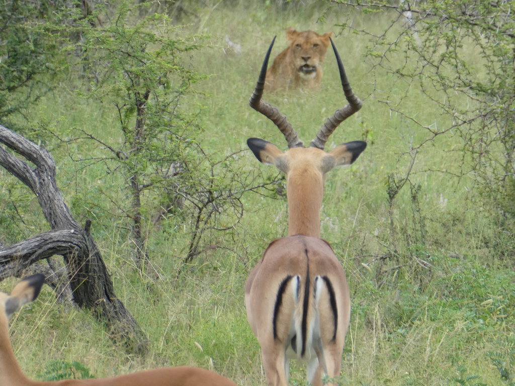 African Lion (Panthera leo) — espèce marine DUNE