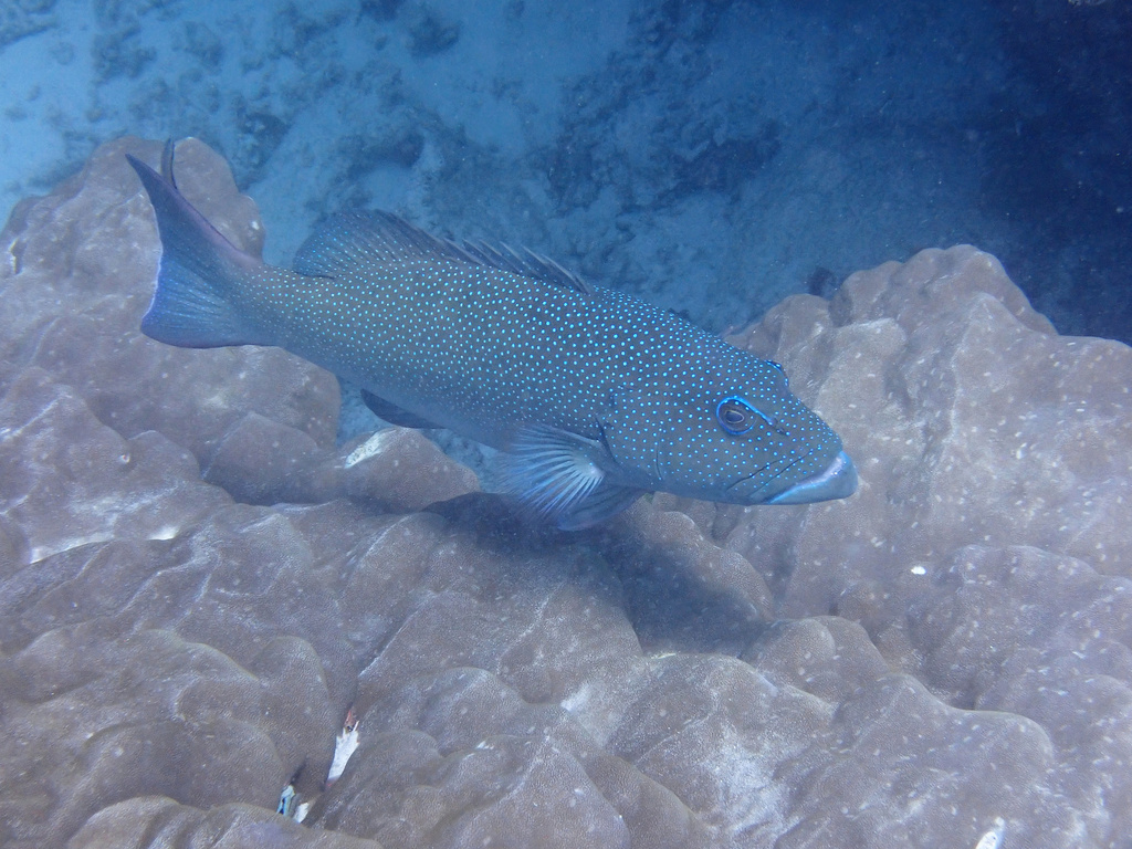 Loche panthère (Plectropomus leopardus) — espèce similaire