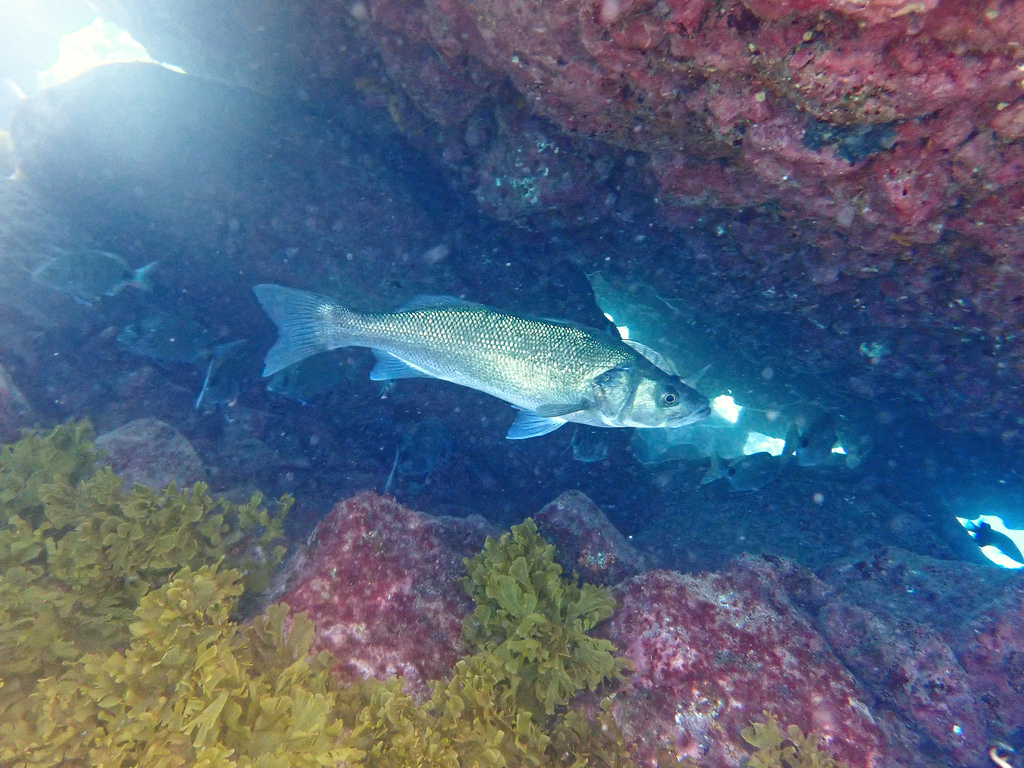 Wolf Fish (Dicentrarchus labrax) — espèce marine DUNE