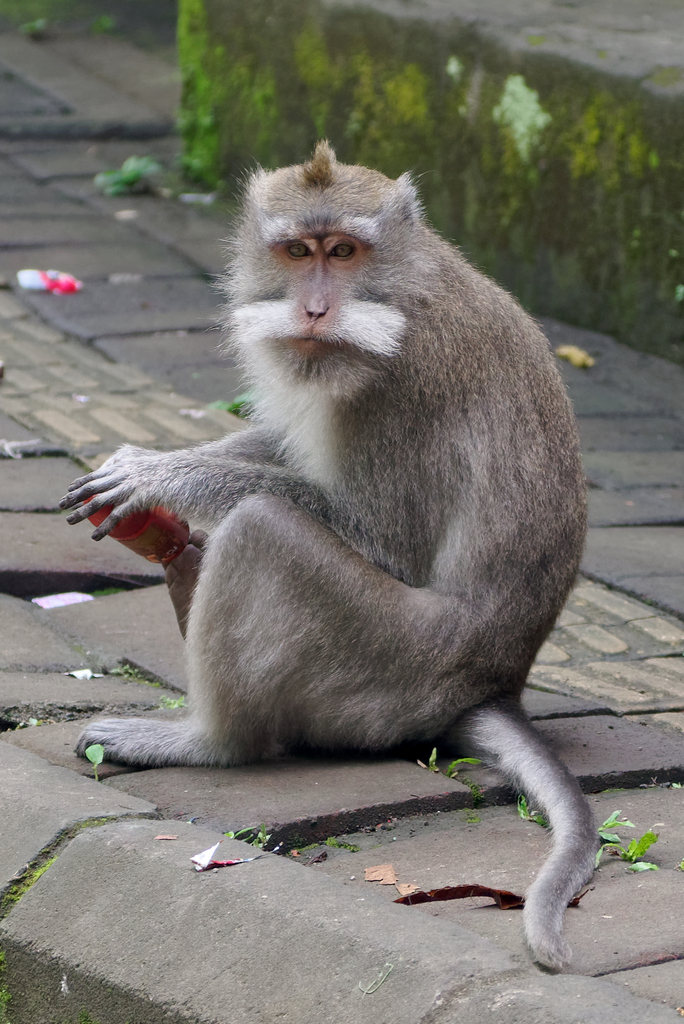 Crab-eating Macaque (Macaca fascicularis) — espèce marine DUNE