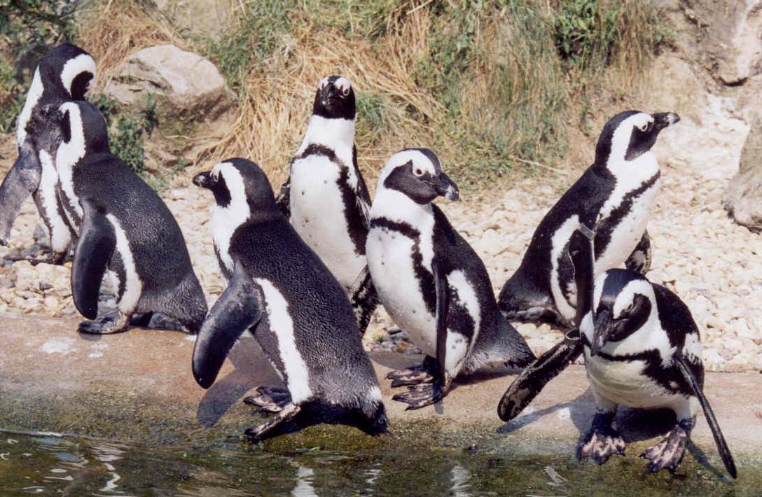 African Penguin (Spheniscus demersus) — espèce marine DUNE