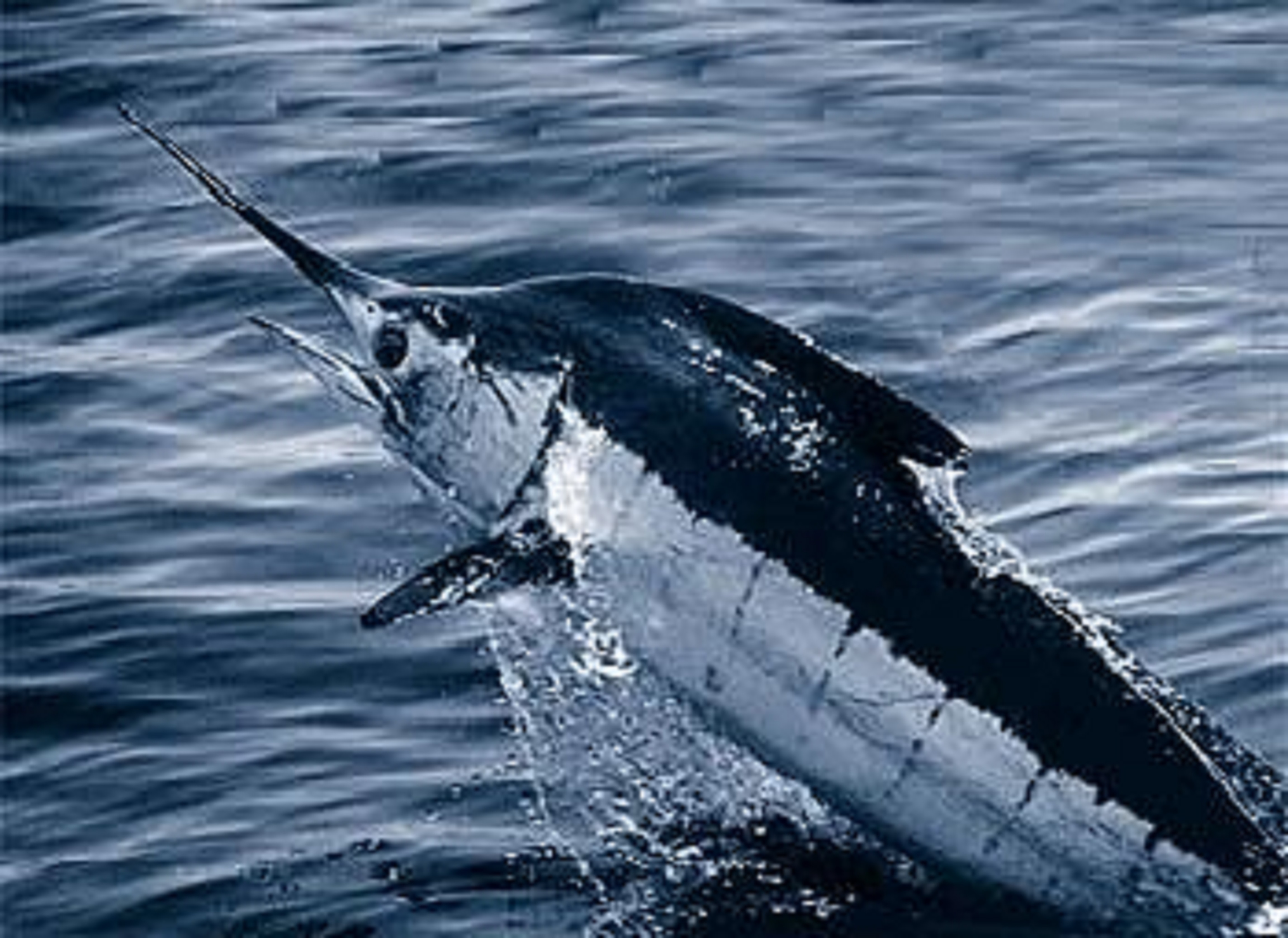 Marlin bleu (Makaira nigricans) — espèce similaire
