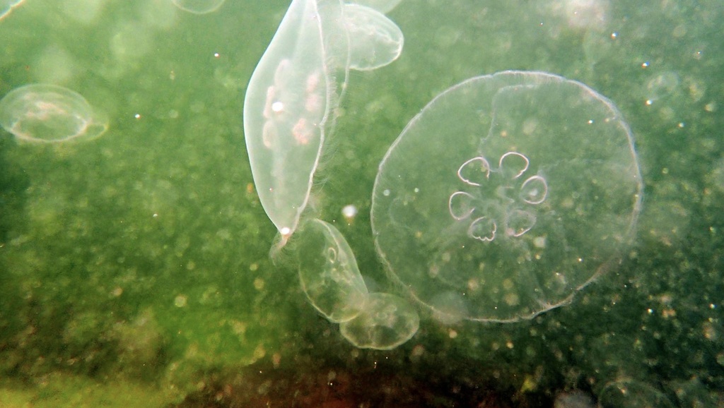 Meduse lune (Aurelia aurita) — espèce similaire