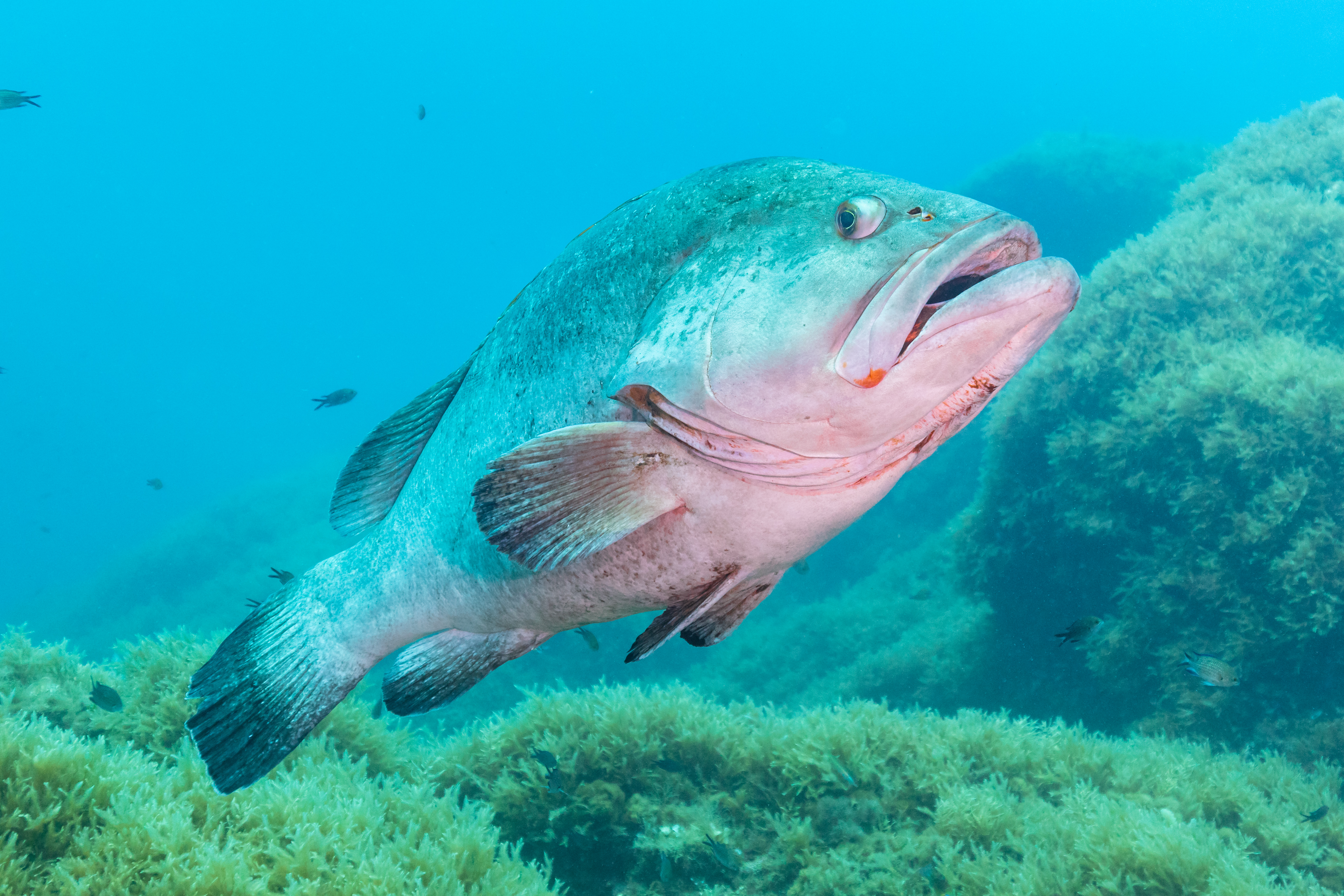 Epinephelus morio (Epinephelus marginatus) — espèce marine DUNE