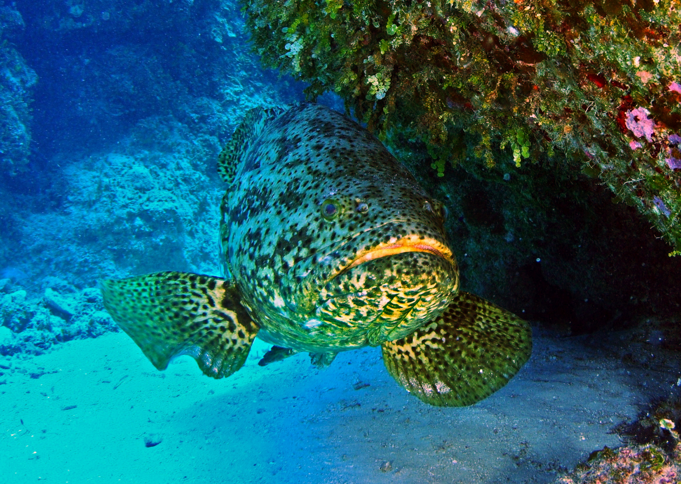 Giant Grouper (Epinephelus lanceolatus) — espèce marine DUNE
