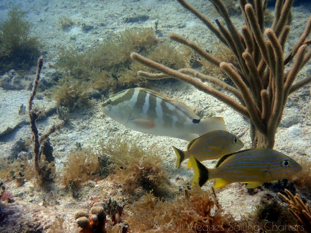 Nassau grouper (Epinephelus striatus) — espèce marine DUNE