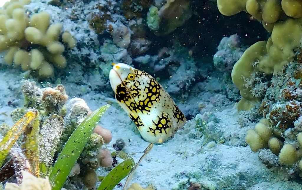 Starry Moray (Echidna nebulosa) — espèce marine DUNE