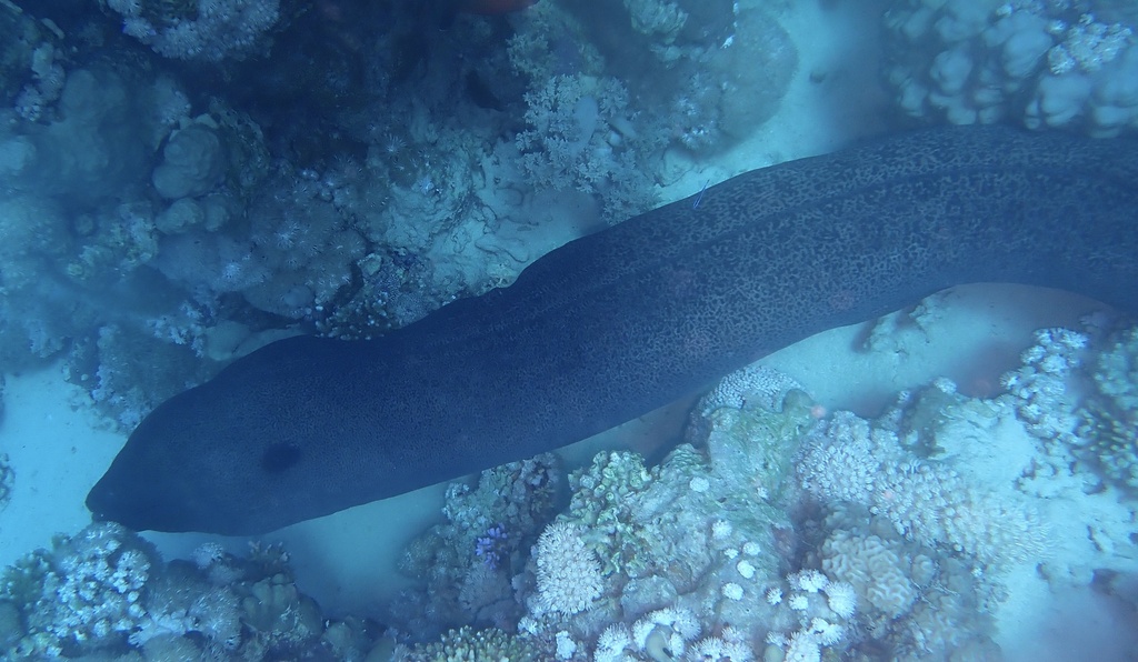 Giant moray (Gymnothorax javanicus) — espèce marine DUNE