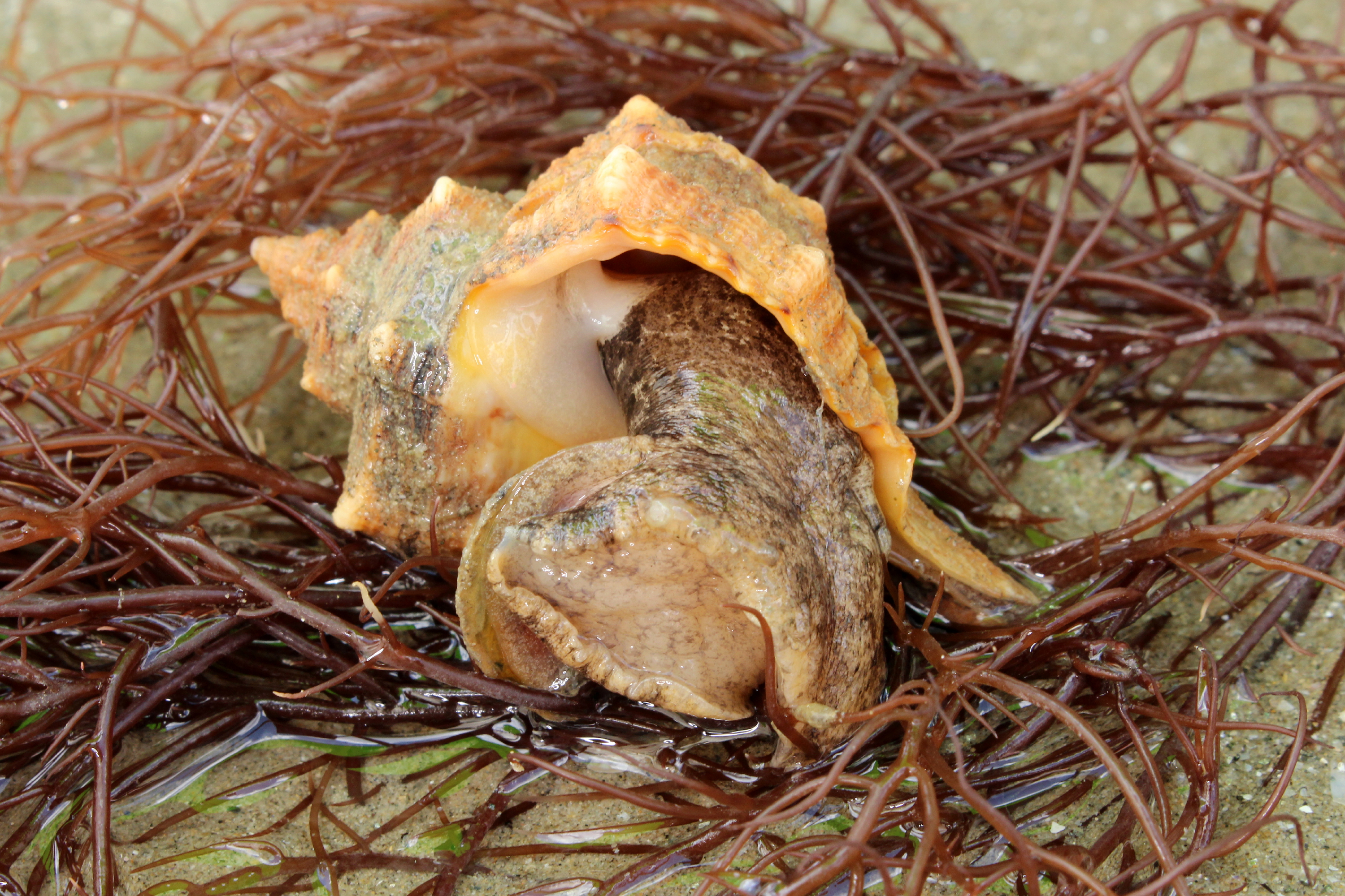 Murex (Murex brandaris) — espèce similaire