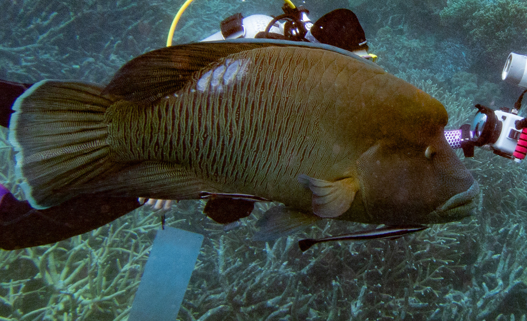 Napoleon parrotfish (Cheilinus undulatus) — espèce marine DUNE
