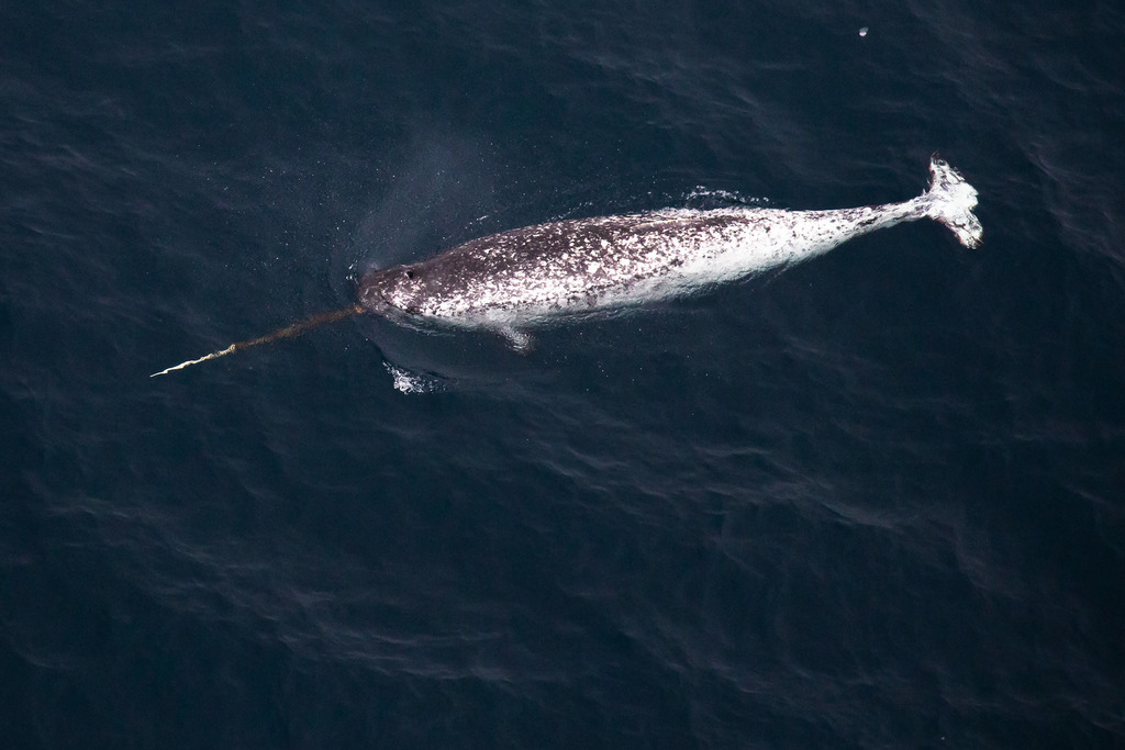 Narwhal (Monodon monoceros) — espèce marine DUNE