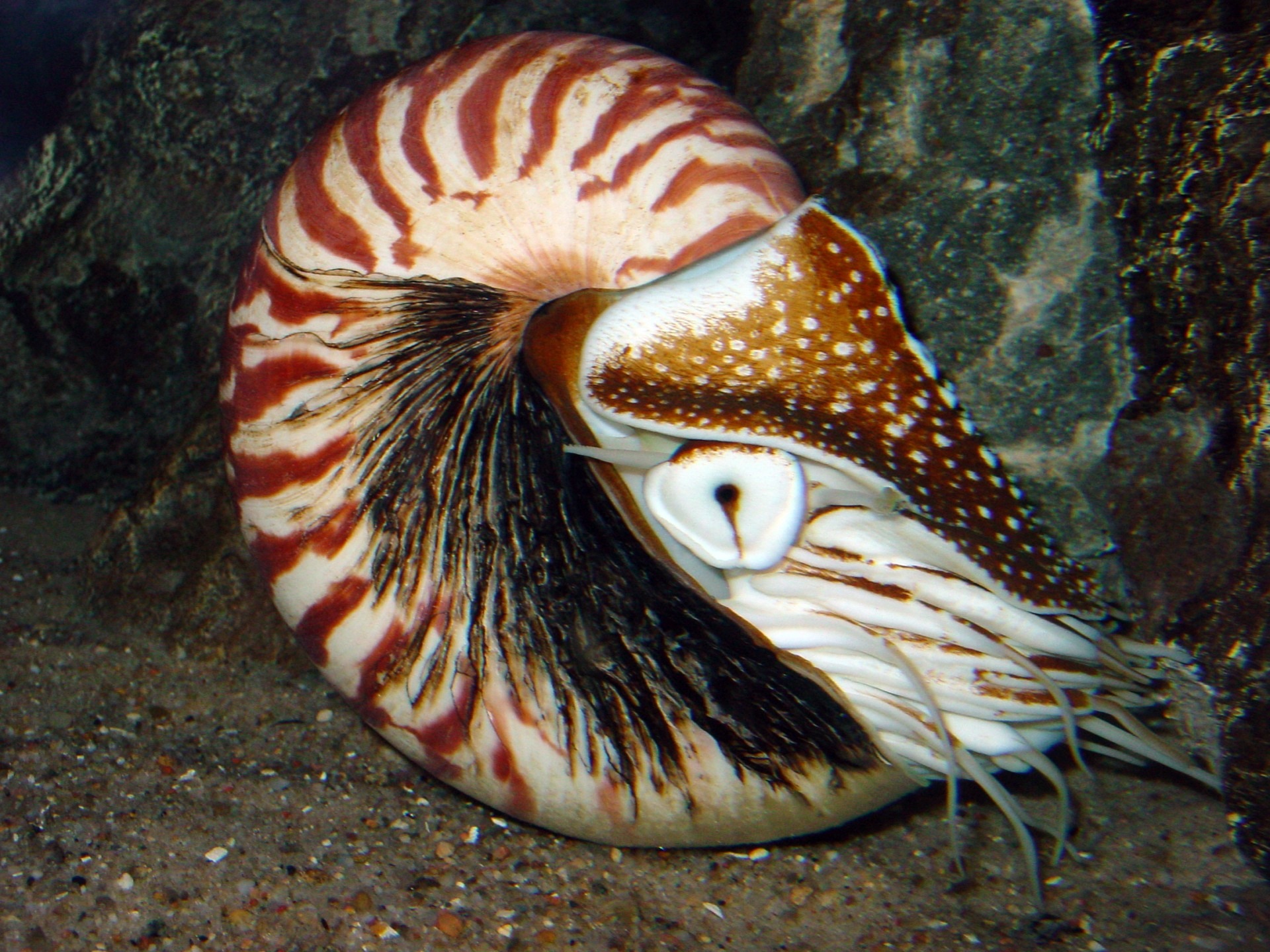 Nautile (Nautilus pompilius) — espèce similaire