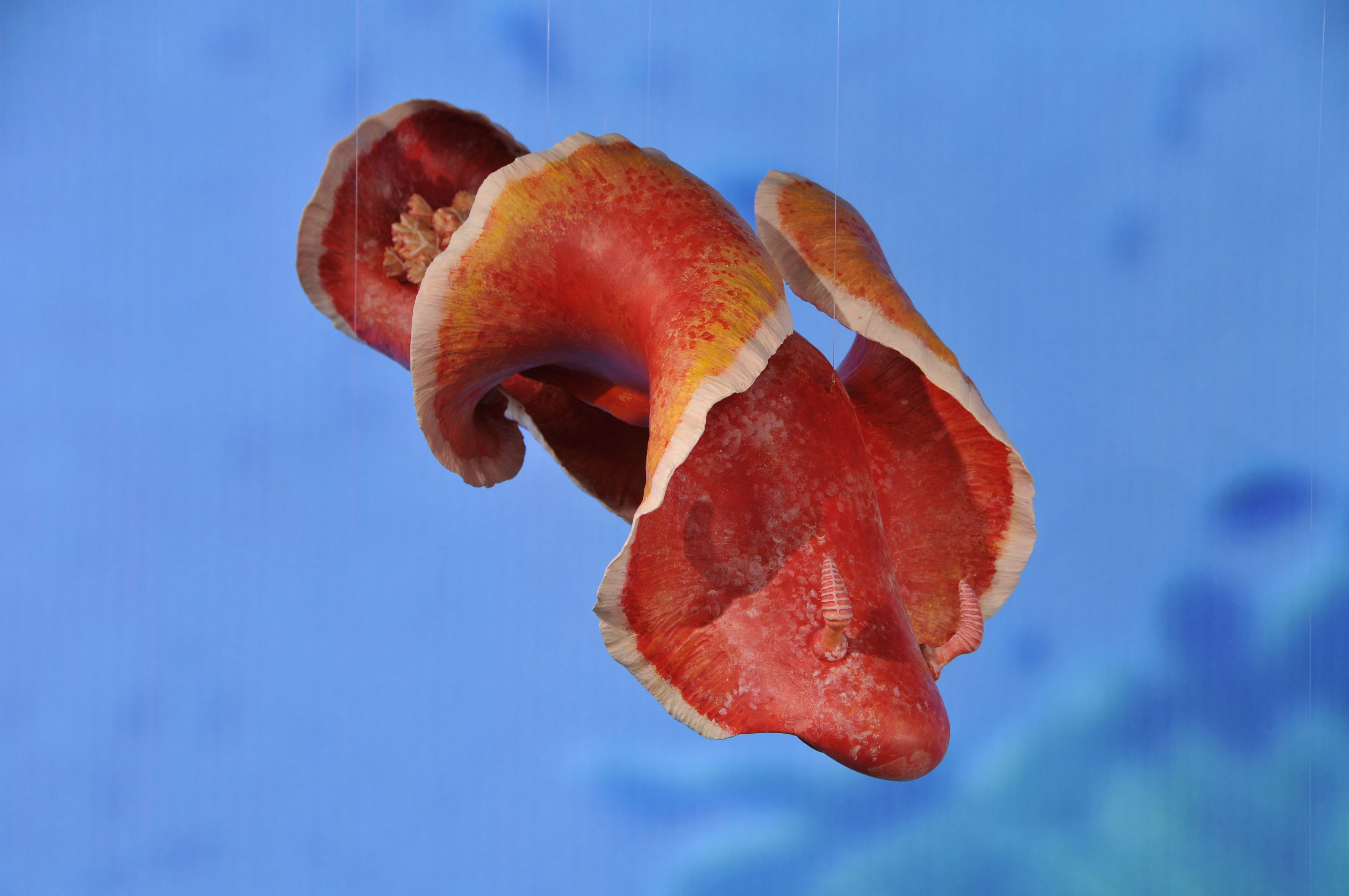 Nudibranch (Nudibranchia) — espèce similaire