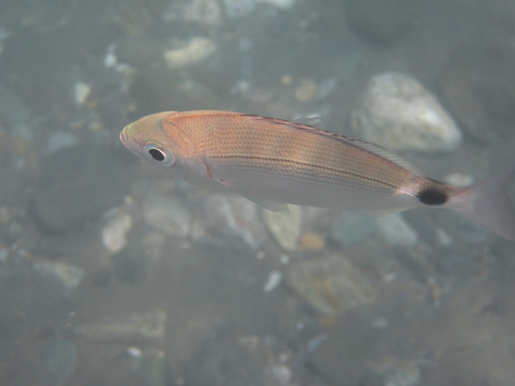 Oblada (Oblada melanura) — espèce marine DUNE