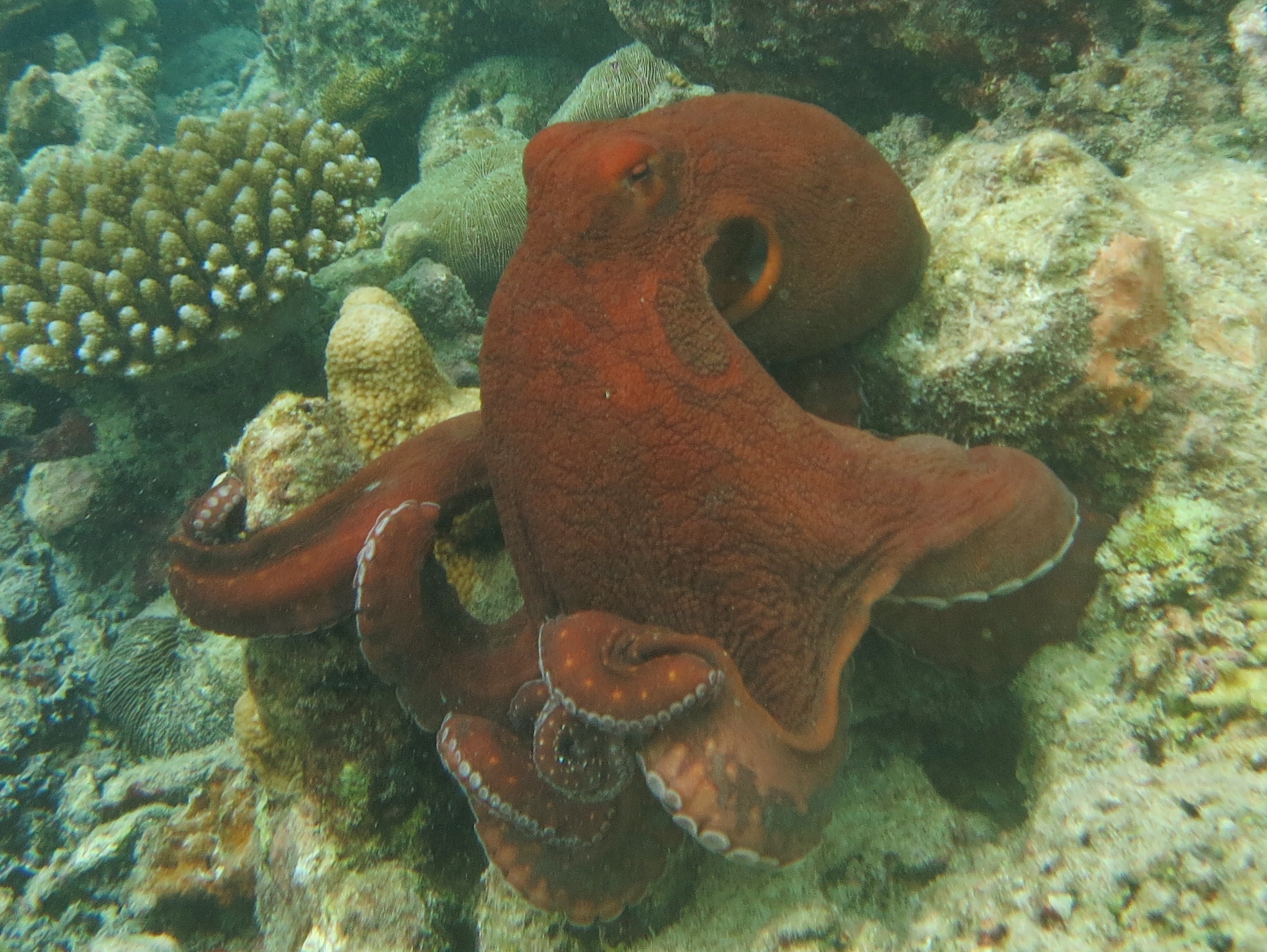 Poulpe de jour (Octopus cyanea) — espèce similaire