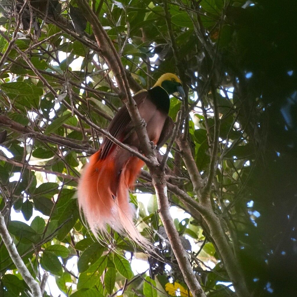 Bird of Paradise (Paradisaea raggiana) — espèce marine DUNE