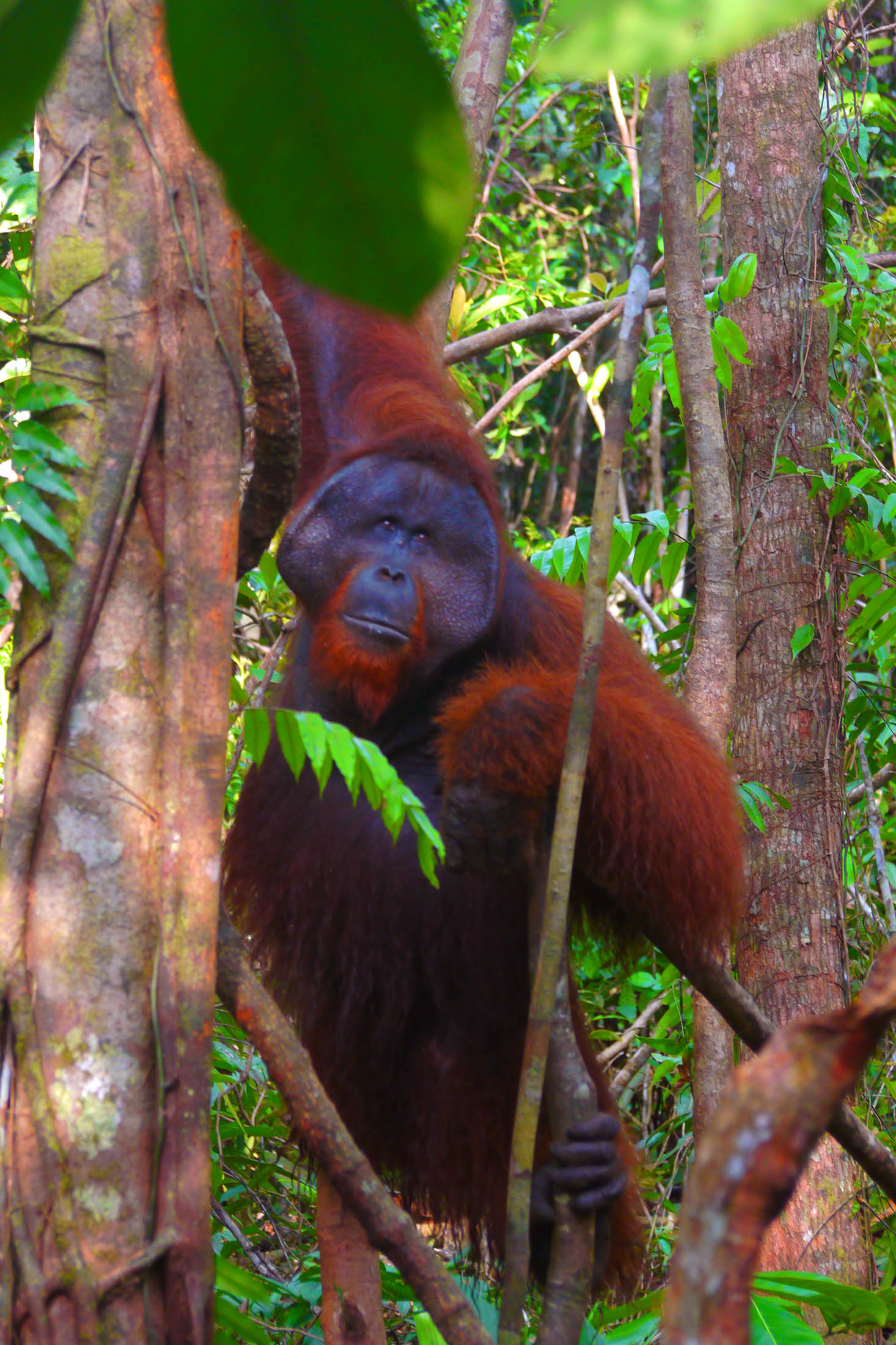 Orangutan (Pongo pygmaeus) — espèce marine DUNE