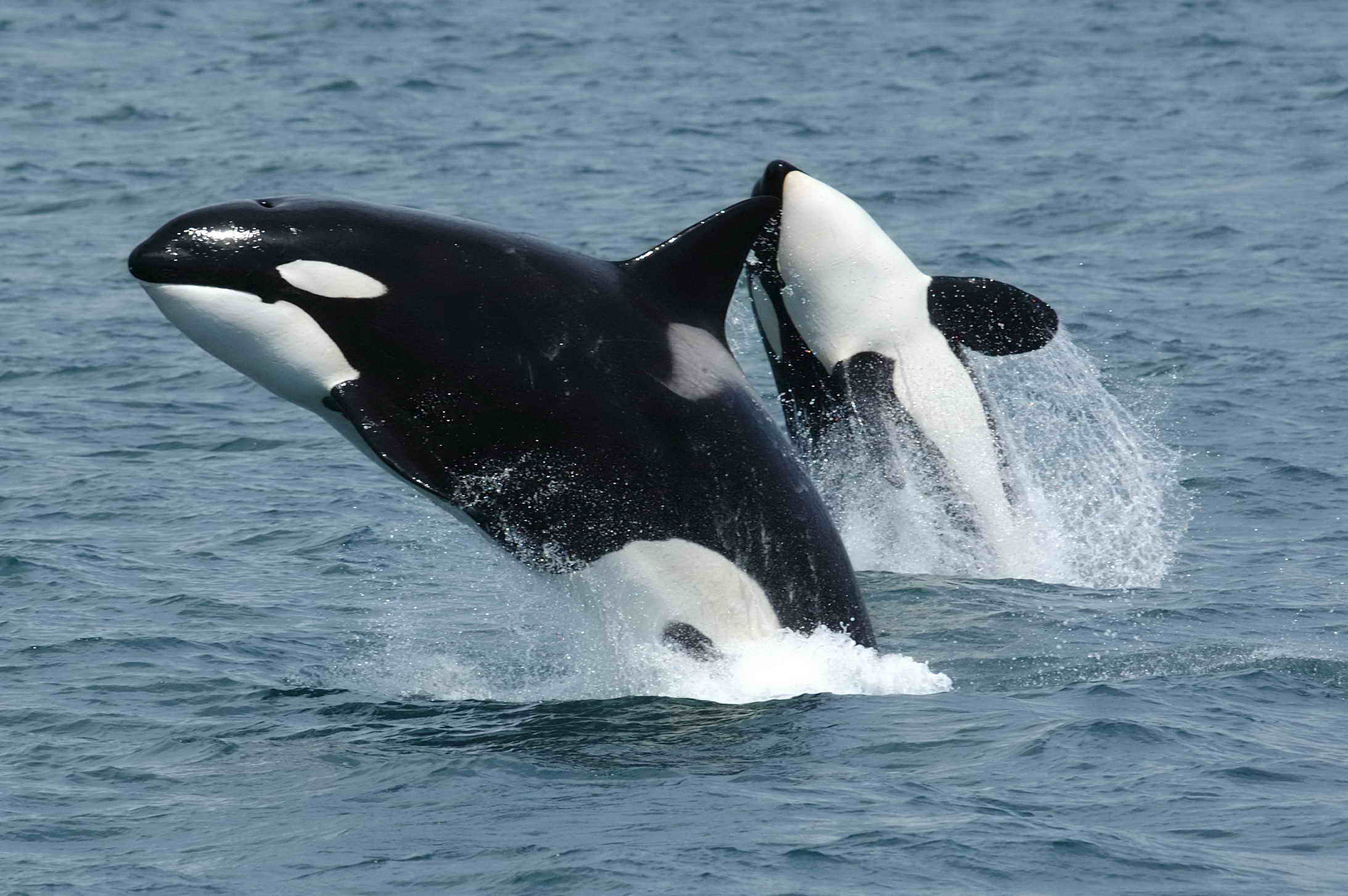 Orca (Orcinus orca) — espèce marine DUNE