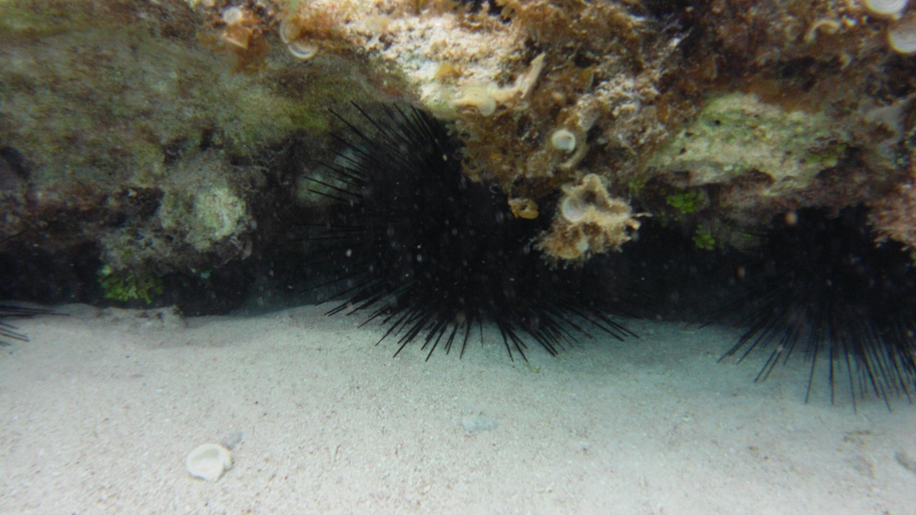 Diadem sea urchin (Diadema antillarum) — espèce marine DUNE