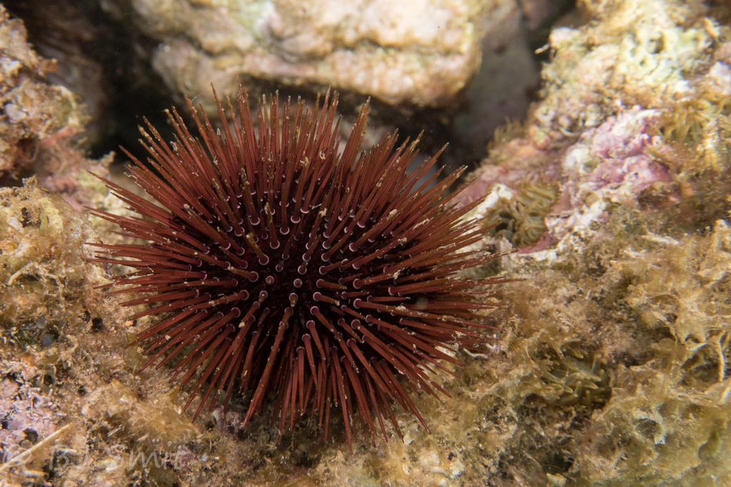 Purple sea urchin (Paracentrotus lividus) — espèce marine DUNE