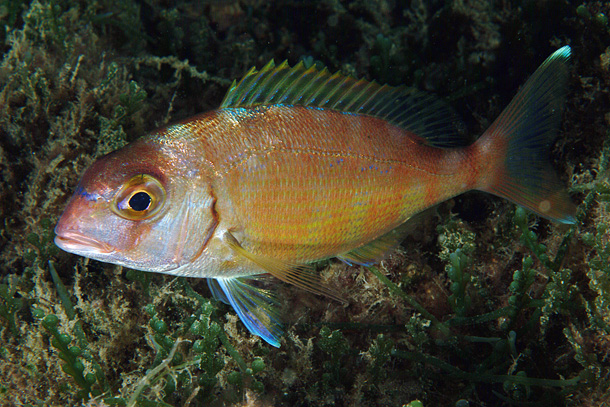 Common Bream (Pagrus pagrus) — espèce marine DUNE