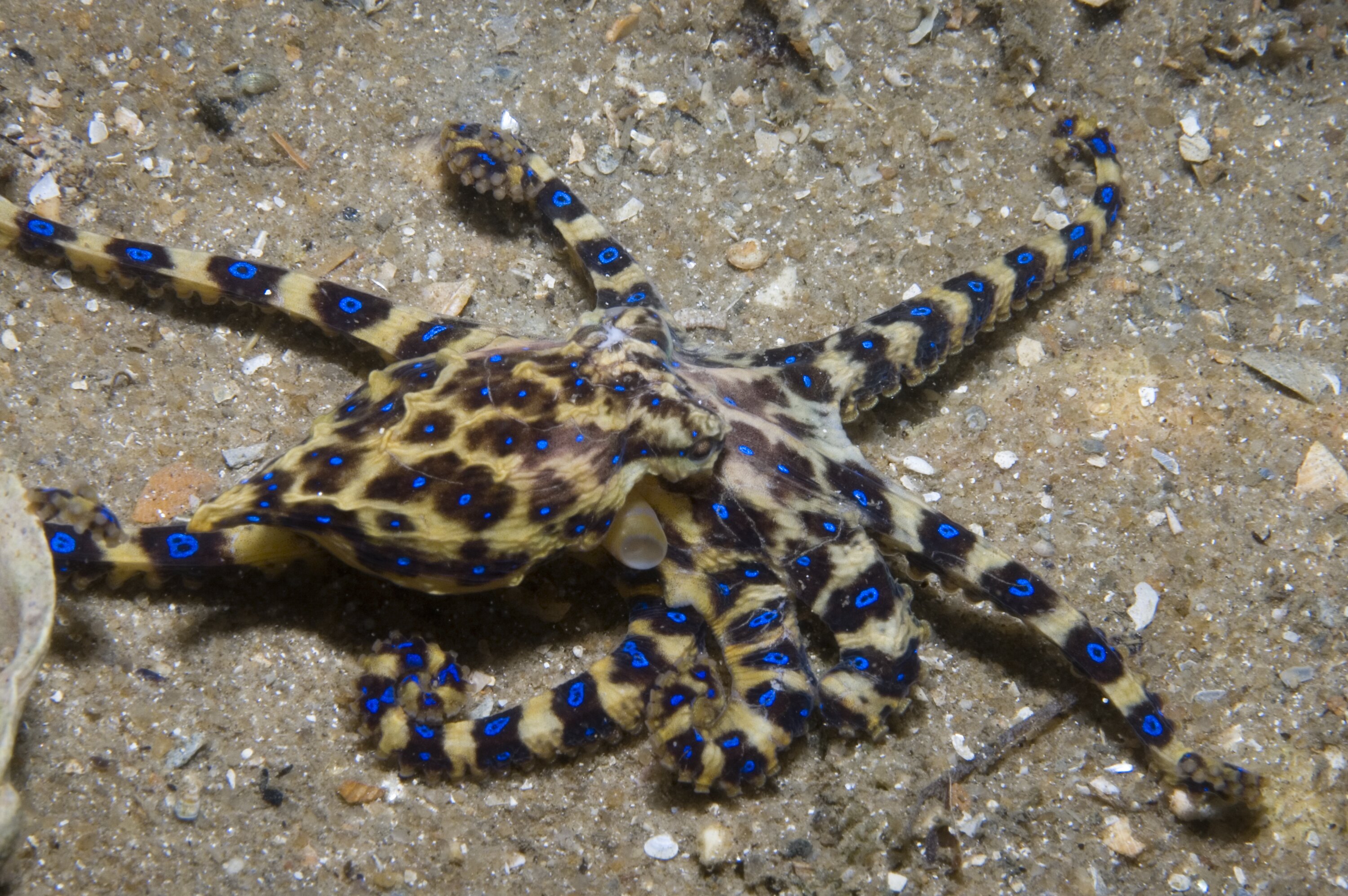 Pieuvre à anneaux bleus (Hapalochlaena maculosa) — espèce similaire