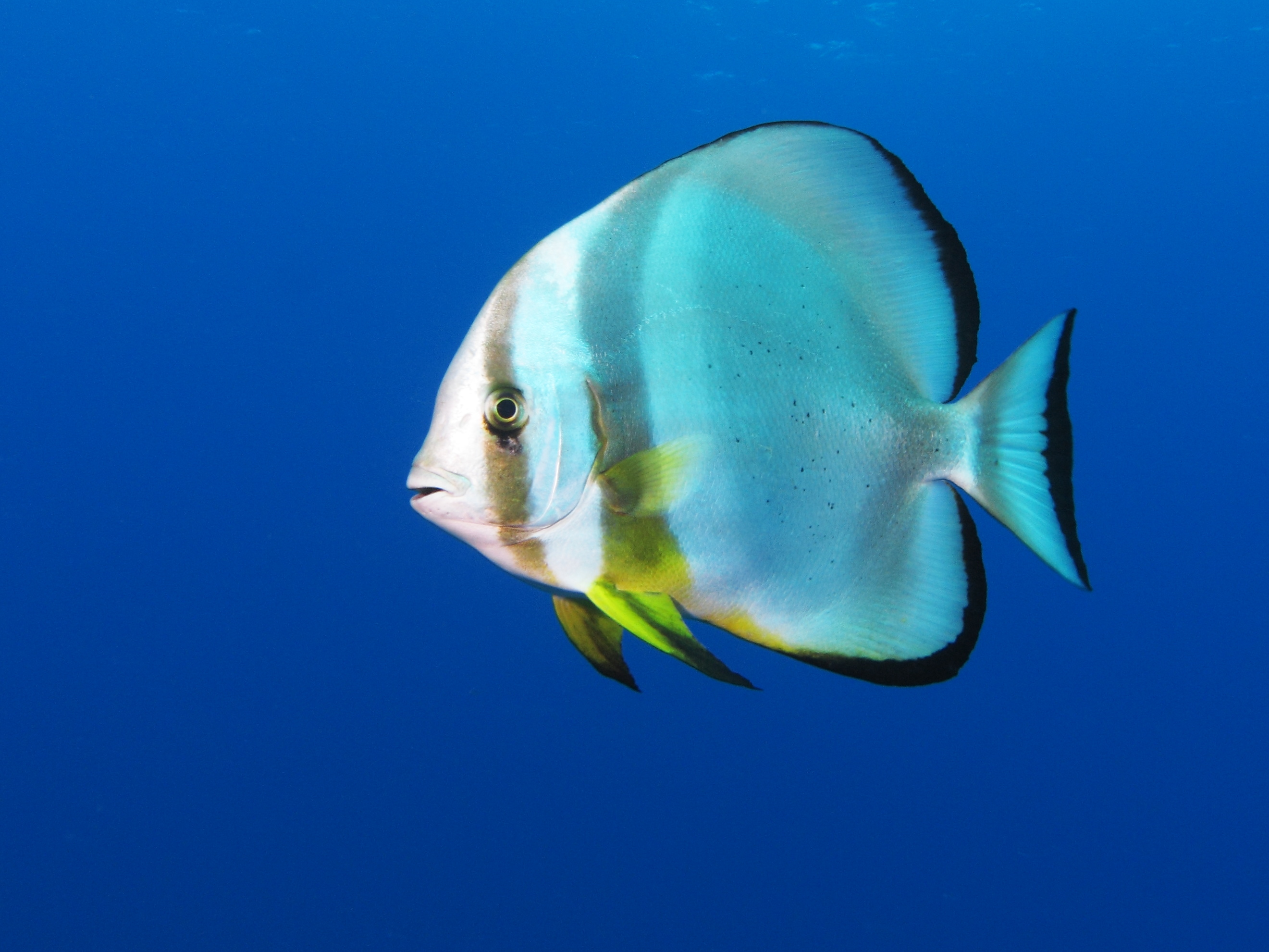 Batfish (Platax orbicularis) — espèce marine DUNE