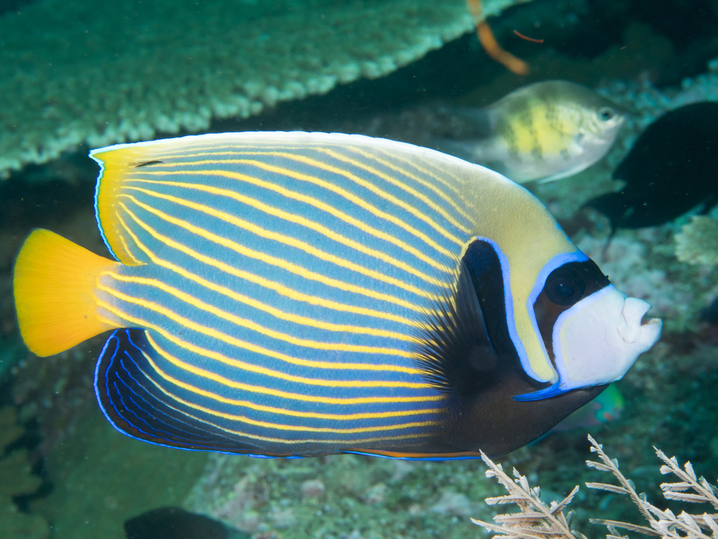 Imperial Angelfish (Pomacanthus imperator) — espèce marine DUNE
