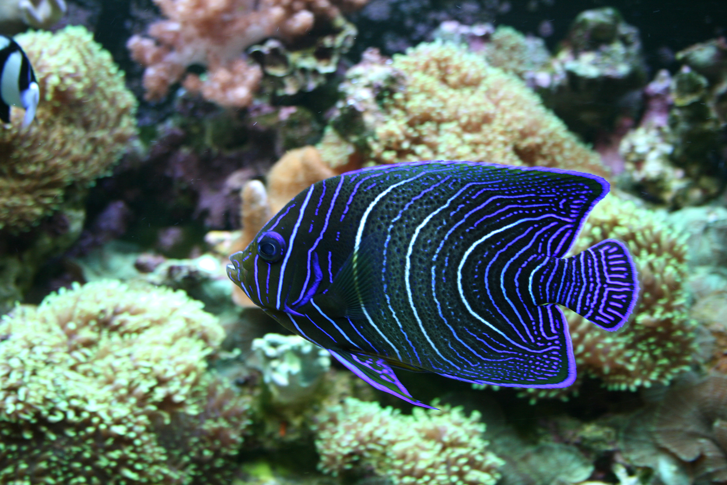 Coral Beauty Angelfish (Pomacanthus semicirculatus) — espèce marine DUNE