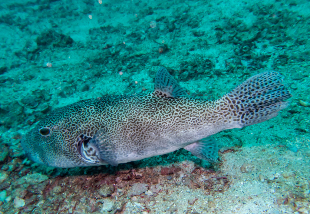 Starry pufferfish (Arothron stellatus) — espèce marine DUNE