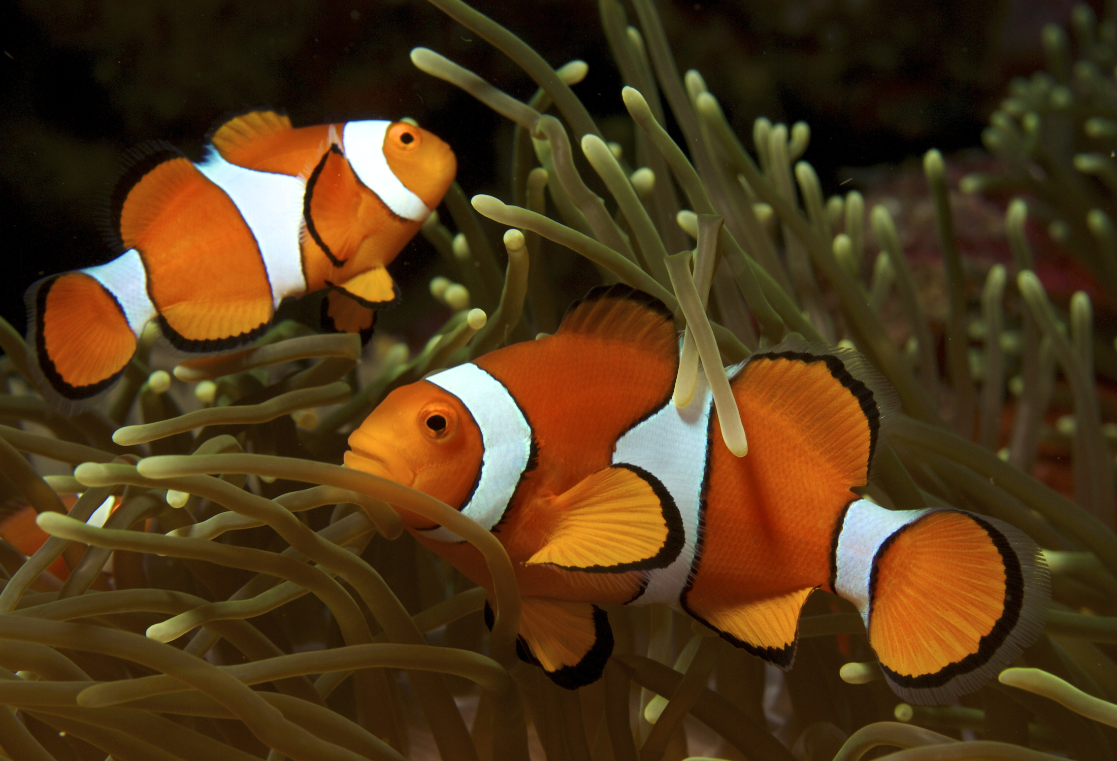 Clownfish (Amphiprion ocellaris) — espèce marine DUNE