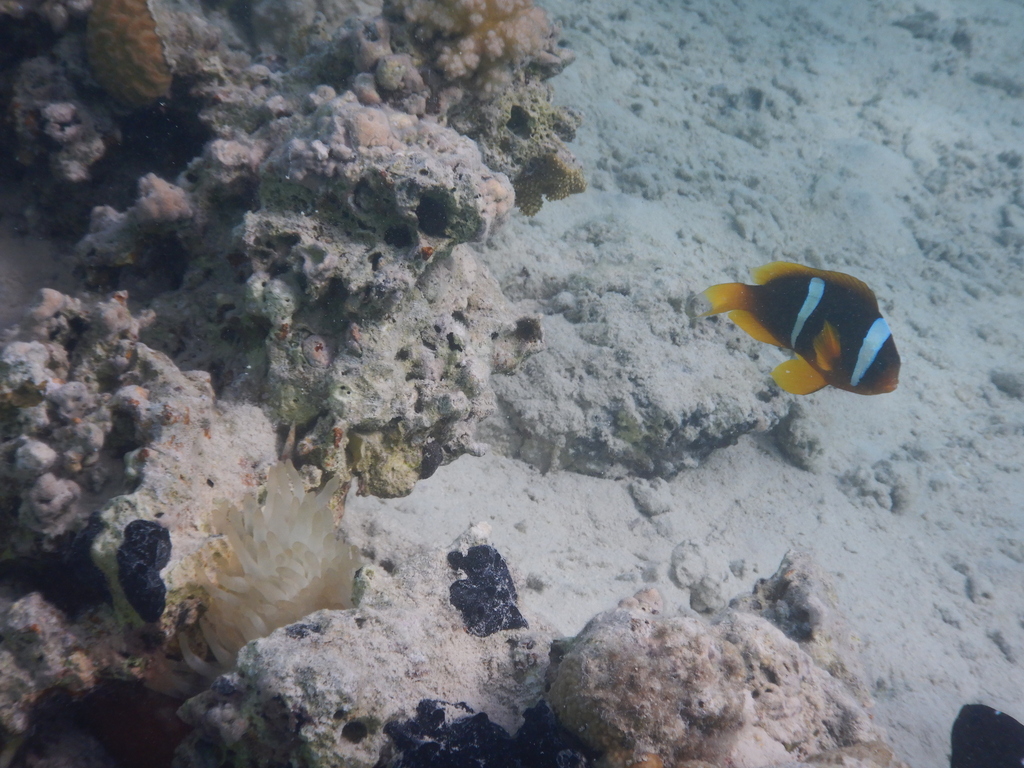 Red Sea clownfish (Amphiprion bicinctus) — espèce marine DUNE