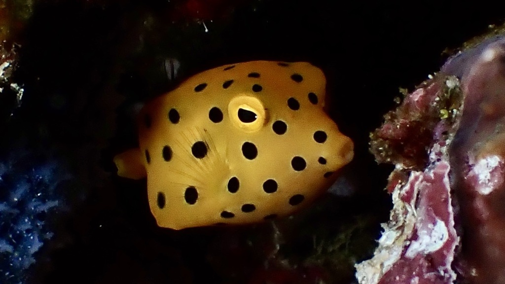 Boxfish (Ostracion cubicus) — espèce marine DUNE