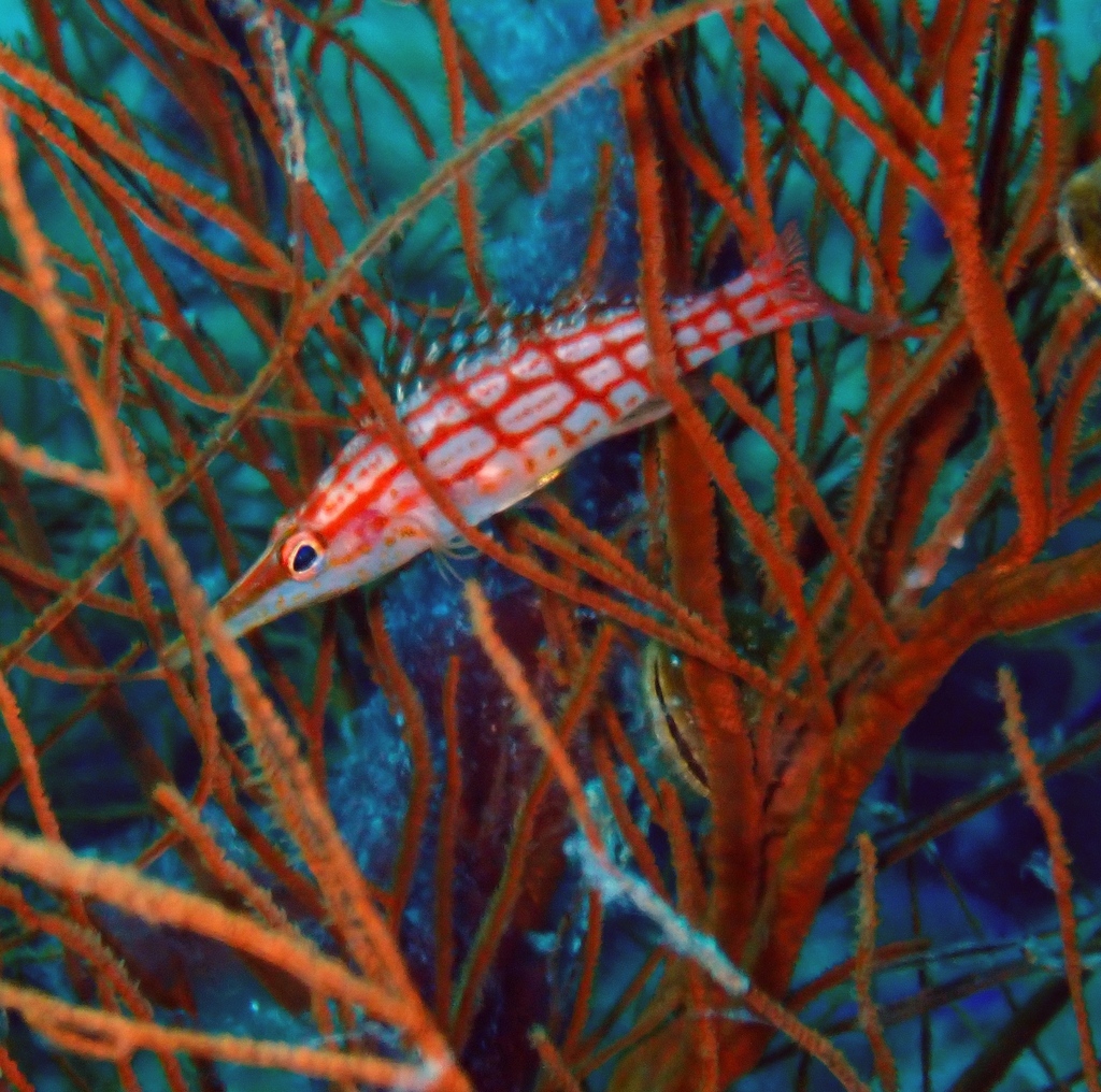 Longnose hawkfish (Oxycirrhites typus) — espèce marine DUNE