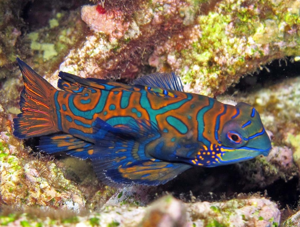 Mandarin Fish (Synchiropus splendidus) — espèce marine DUNE