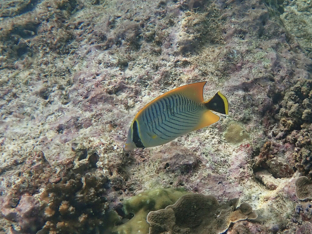 Double-banded butterflyfish (Chaetodon trifascialis) — espèce marine DUNE