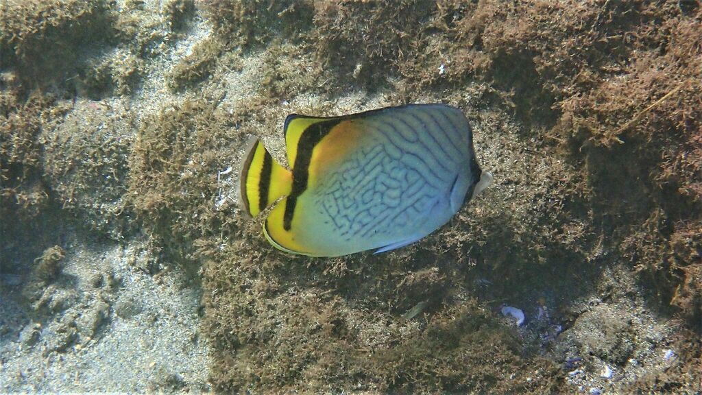 Moorish idol (Chaetodon vagabundus) — espèce marine DUNE