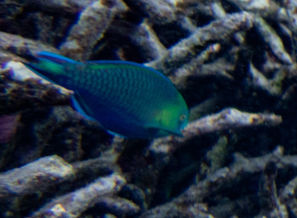 Parrotfish (Scarus sp.) — espèce marine DUNE