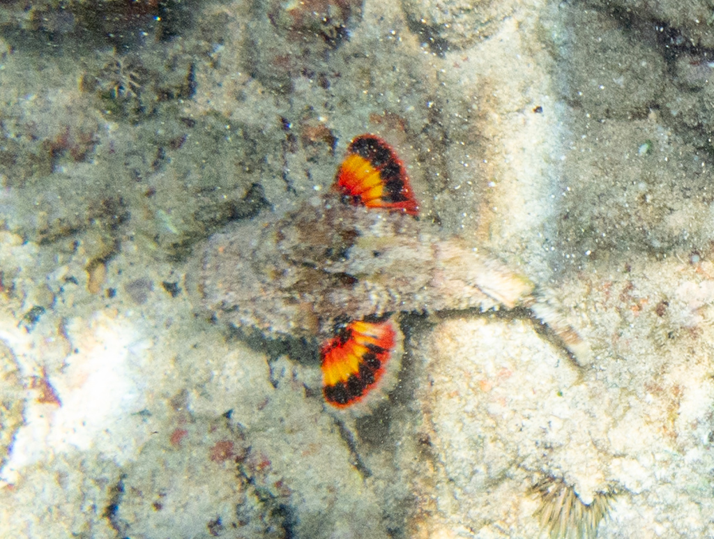 Devil scorpionfish (Scorpaenopsis diabolus) — espèce marine DUNE