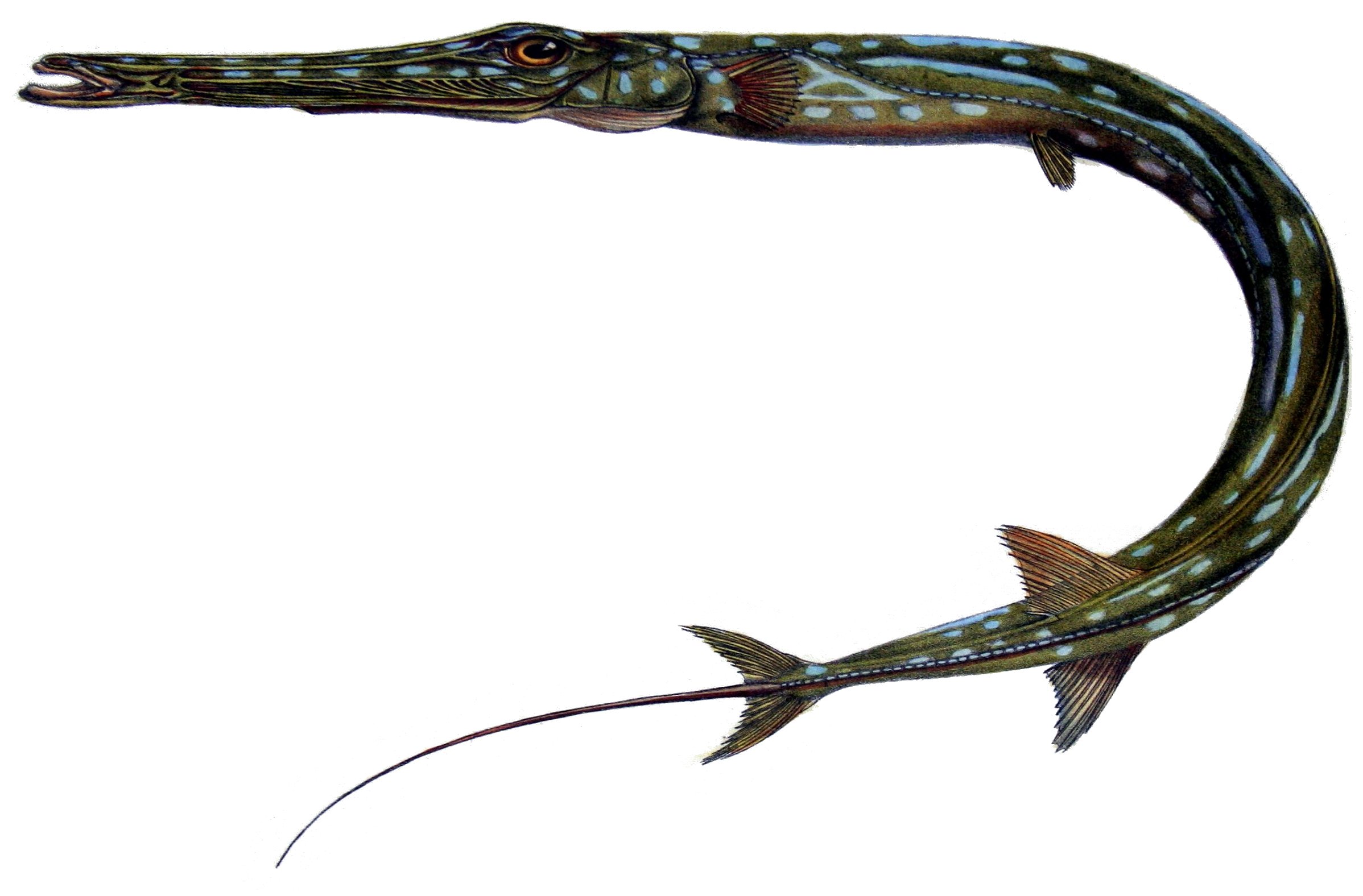 Atlantic Trumpet Fish (Fistularia tabacaria) — espèce similaire