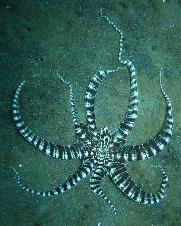 Poulpe mimique (Thaumoctopus mimicus) — espèce similaire