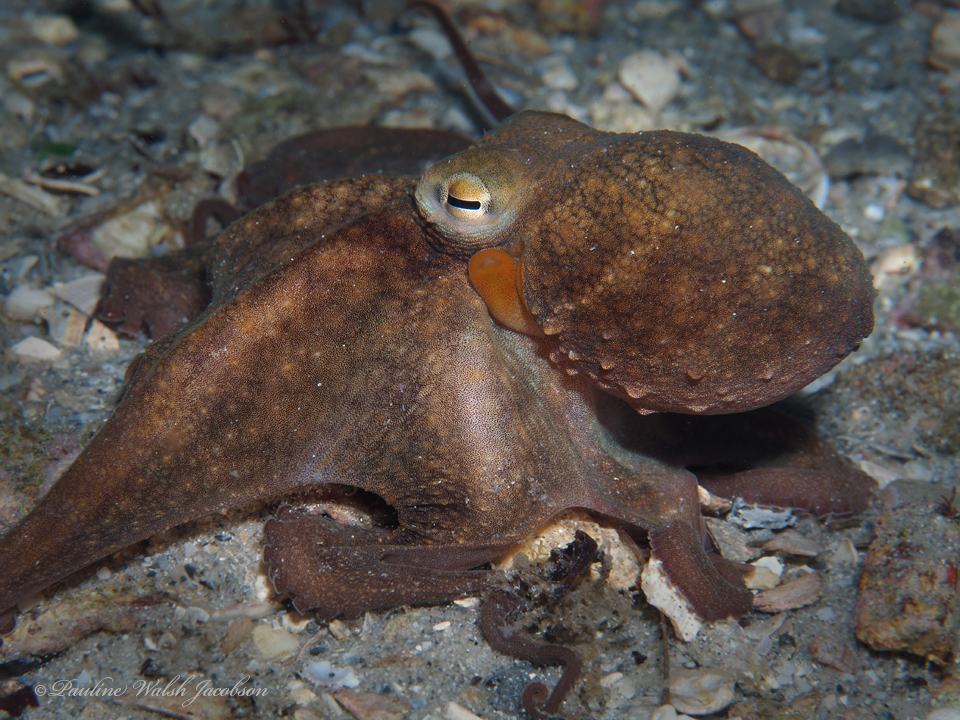 Poulpe commun (Octopus vulgaris) — espèce similaire