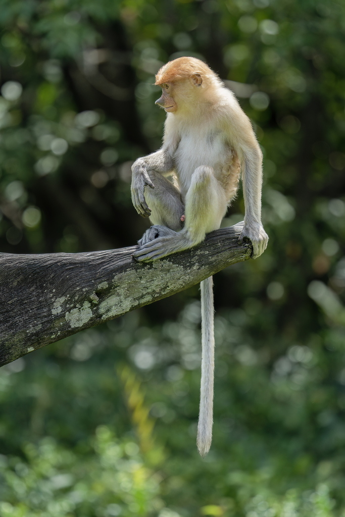 Proboscis Monkey (Nasalis larvatus) — espèce marine DUNE