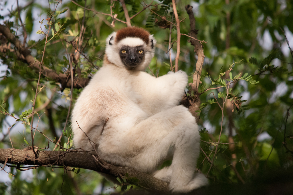 Verreaux's Sifaka (Propithecus verreauxi) — espèce marine DUNE